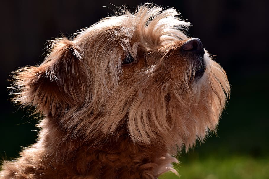 terrier, small, fur, pet, hairy, scrubby, brown, head, dog head HD wallpaper
