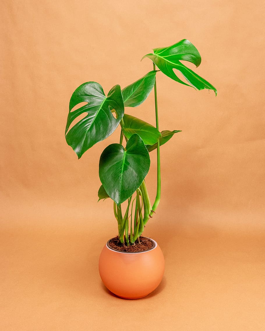 Swiss cheese plant, flower, blossom, leaf, norway, anthurium