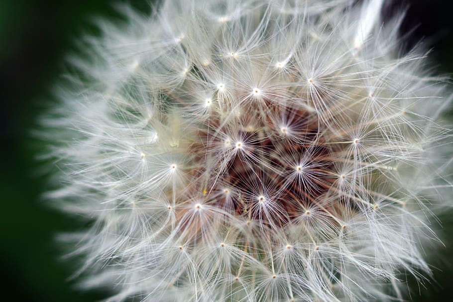 macro, dandelion, fluffy, seed, green, nature, vulnerability HD wallpaper