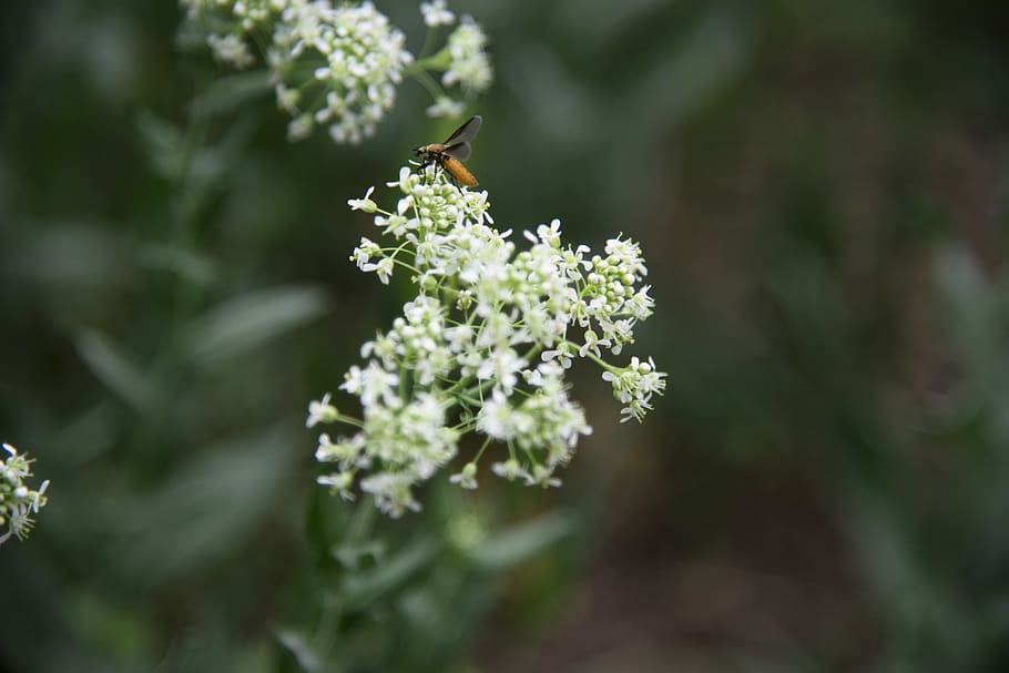 iran, qom, fly, green, woods, flowering plant, invertebrate HD wallpaper