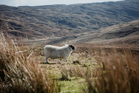 white lamb standing on ground, animal, sheep, isle of skye, outdoors HD wallpaper