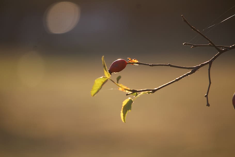 engine, tree, sunny, nature, autumn, leaves, photography, yellow HD wallpaper
