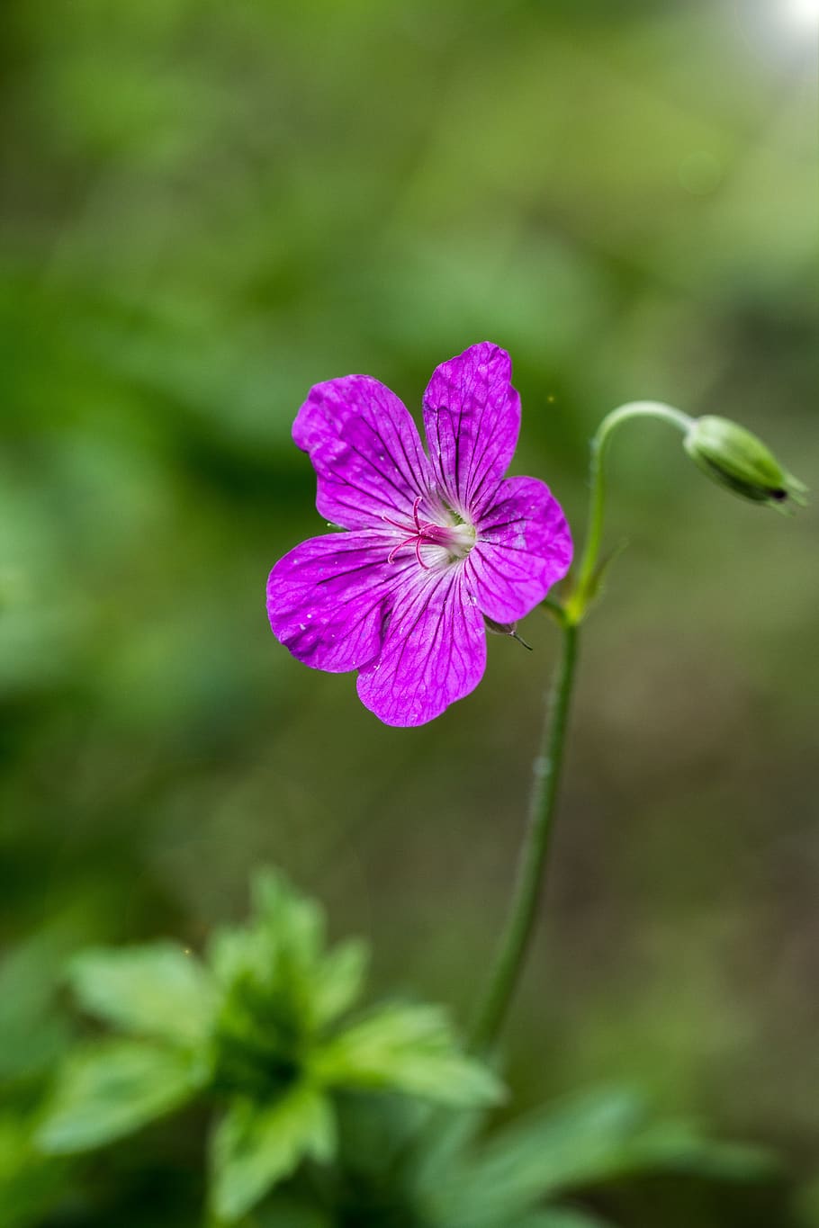 flower, macro, close up, forest, blossom, bloom, plant, romantic HD wallpaper