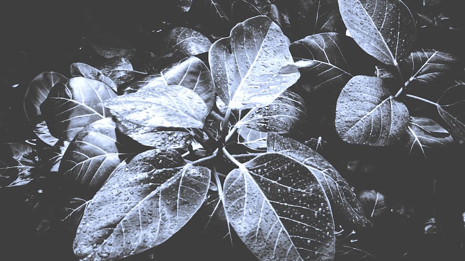 close-up, no people, leaf, nature, ice, plant part, winter HD wallpaper