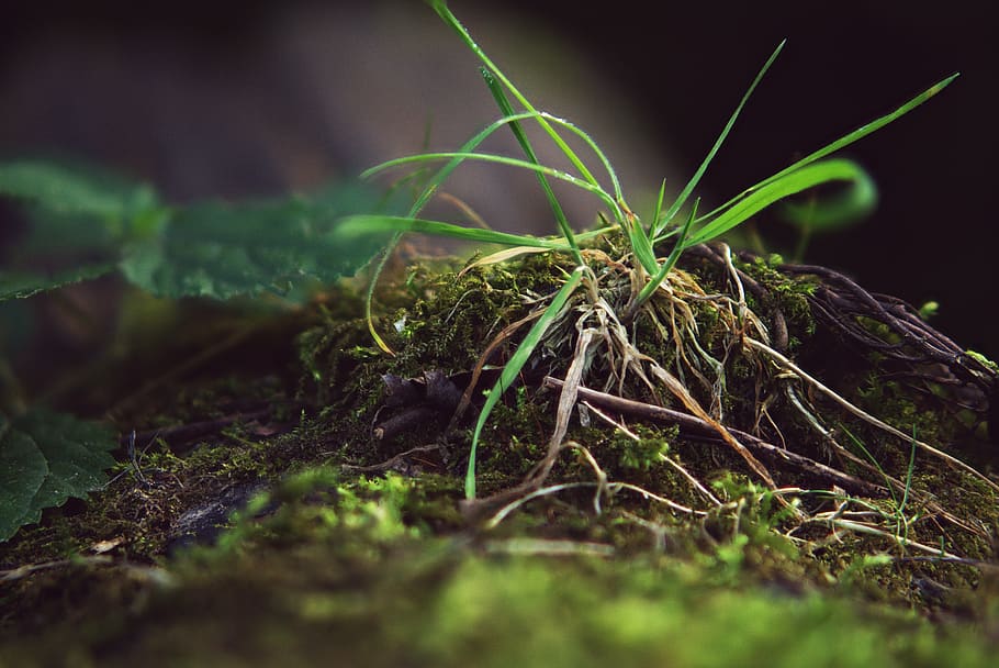 focus combination, grass, macro, nature, growth, flora, drip HD wallpaper