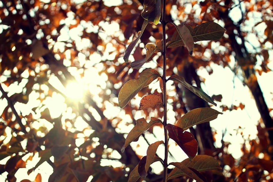 sunlight, leaves, fall, red, bright, tree, leaf, plant, plant part HD wallpaper