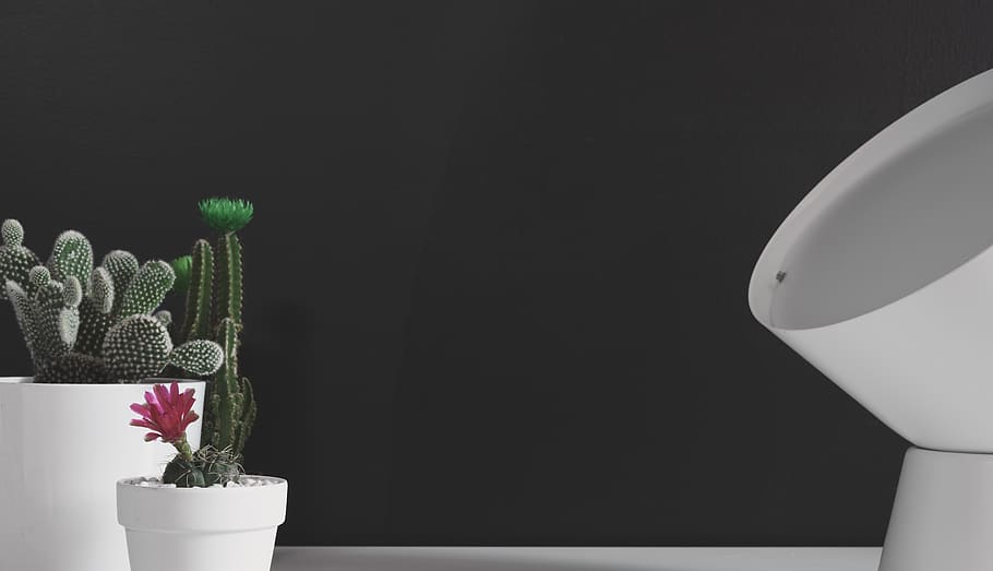 Two White Flower Pots, botanical, cacti, cactus, cactus plants HD wallpaper