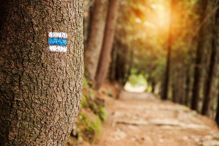 Touristic sign on tree next to touristic path, trunk, tree trunk HD wallpaper
