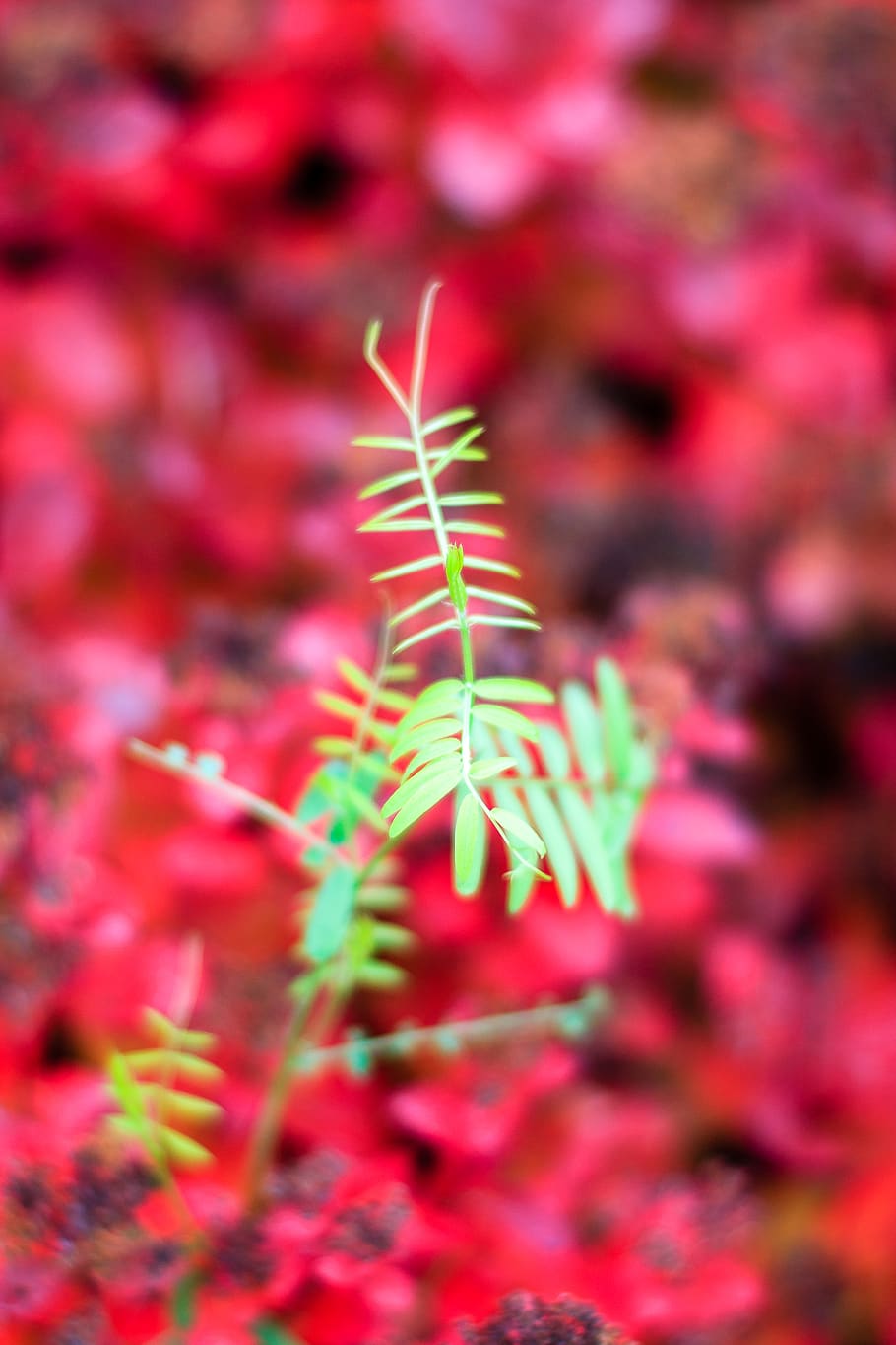 sweden, torsby, leaves, green, dream, dreamy, close up, focus, HD wallpaper