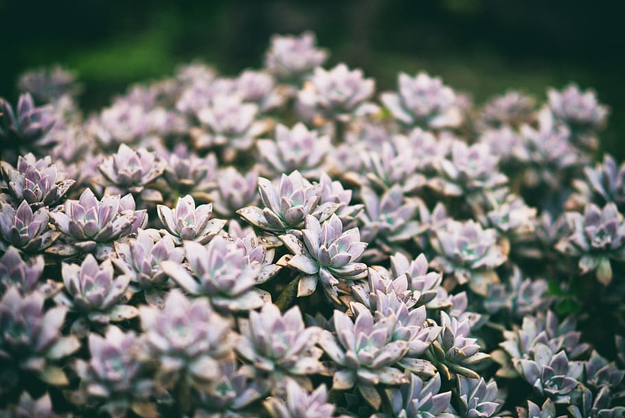 rough, flower, green, fresh, category, leave, leaf, flowering plant HD wallpaper