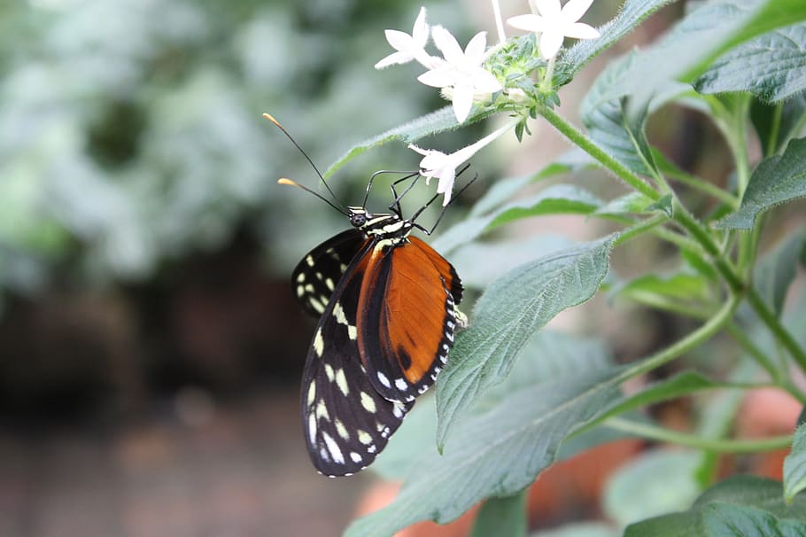 butterfly, summer, spring, plant, close up, butterflies, blossom, HD wallpaper