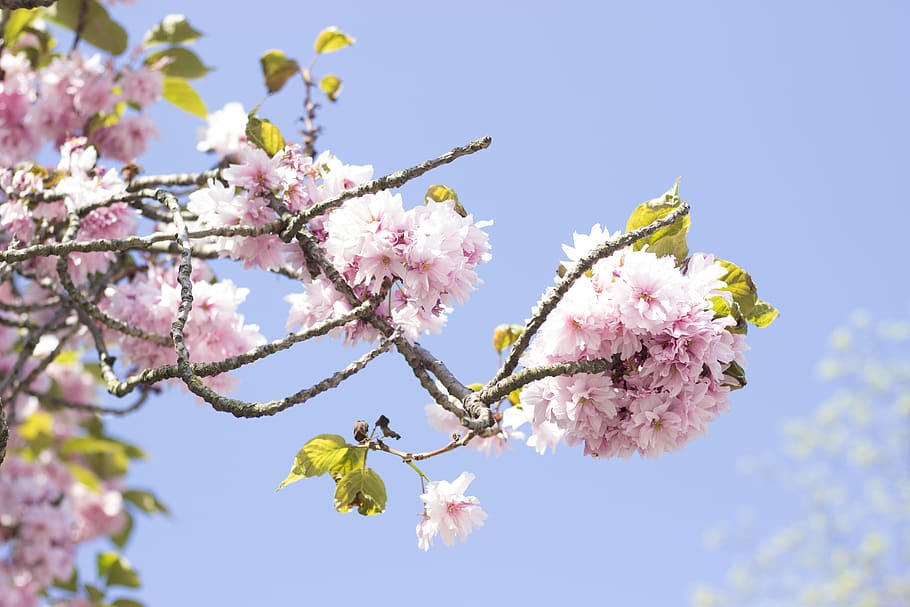 pink flowering tree, plant, flowering plant, freshness, fragility HD wallpaper