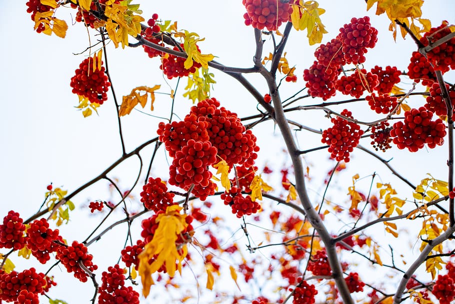 sky, berries, red, nature, blue, tree, bloom, branch, flowers HD wallpaper