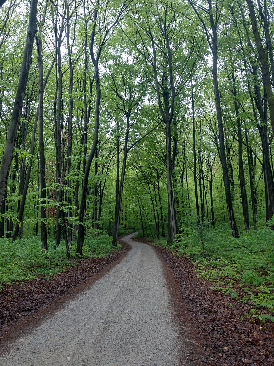 path, trail, road, gravel, dirt road, jena, germany, steinkreuz HD wallpaper