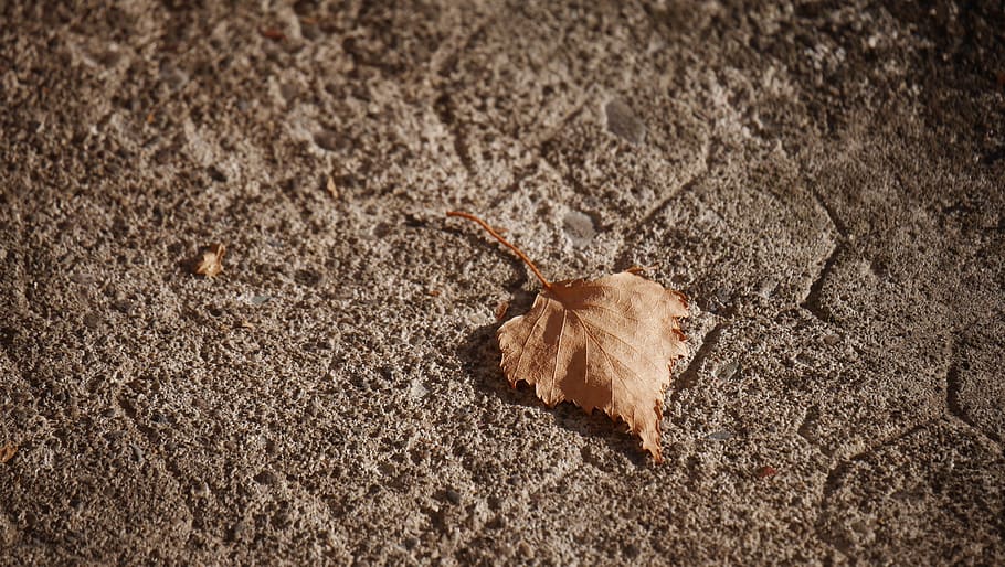 leaf, leaves, automn, nature, ground, background, wallpaper HD wallpaper