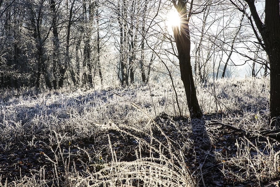 frost, winter, cold, nature, frozen, white, landscape, wintry HD wallpaper