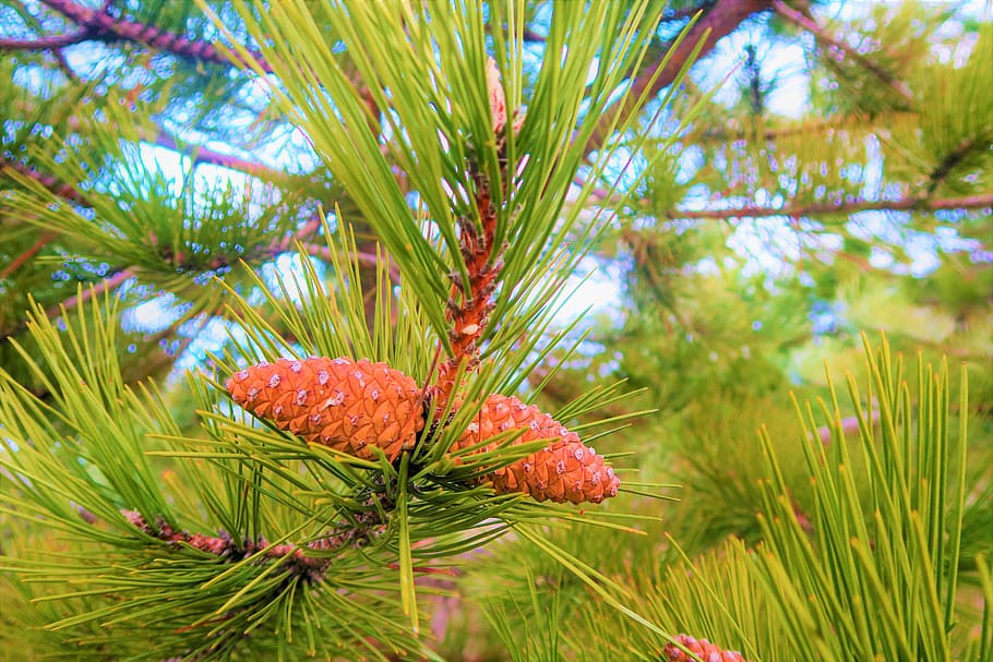 pine branch, tree, forest, cone, plant, pine tree, growth, nature HD wallpaper