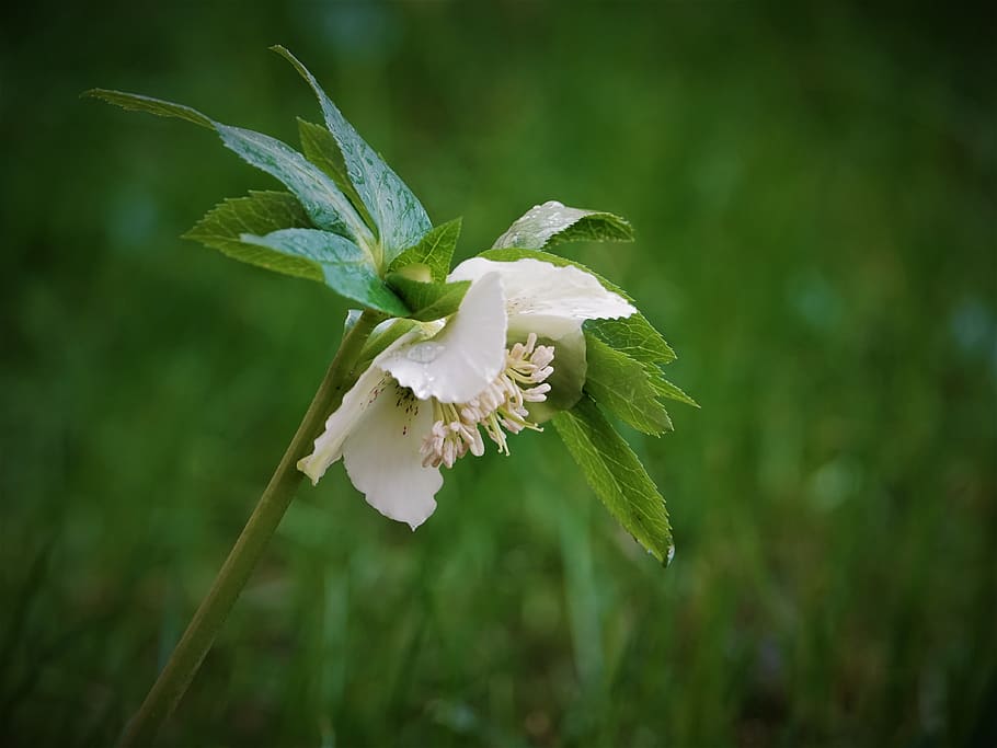 flower, spring, whiteflower, plant, growth, beauty in nature HD wallpaper
