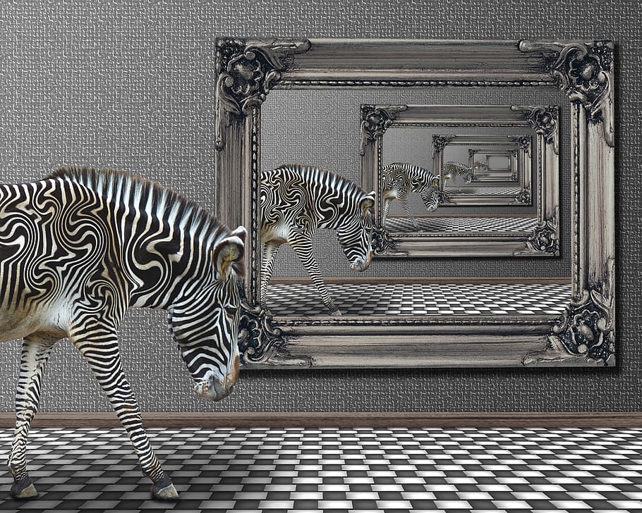 reflection, mirror, animal, wild, nature, zebra, indoors, no people HD wallpaper
