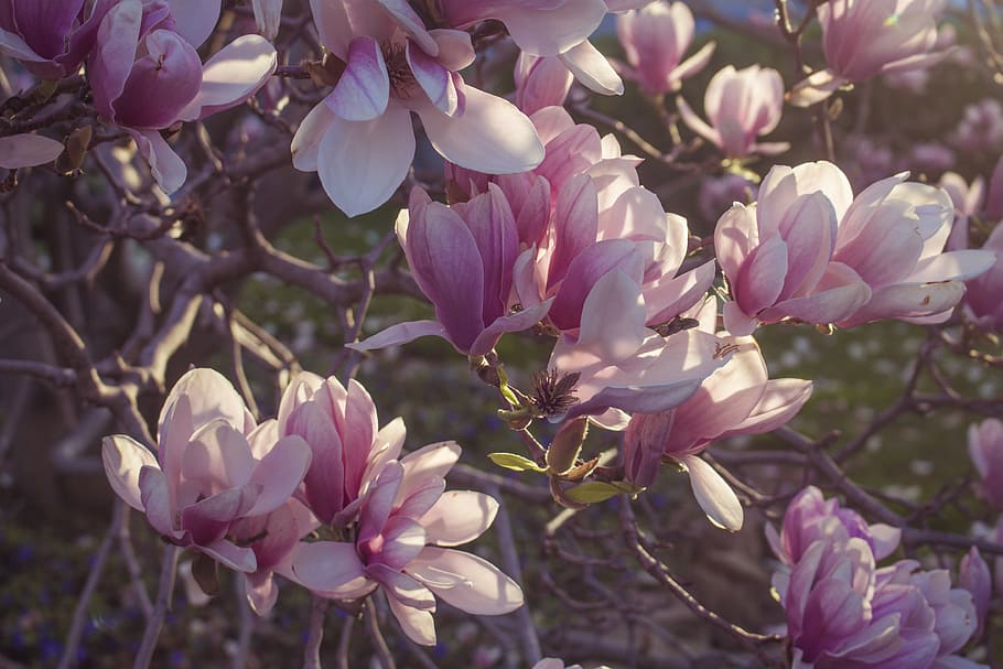 Magnolia In Bloom Photo, Flowers, Backgrounds, Spring, Sunrise HD wallpaper