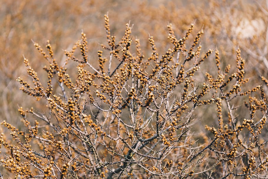 brown dry shrubs, plant, no people, nature, day, close-up, landscape HD wallpaper