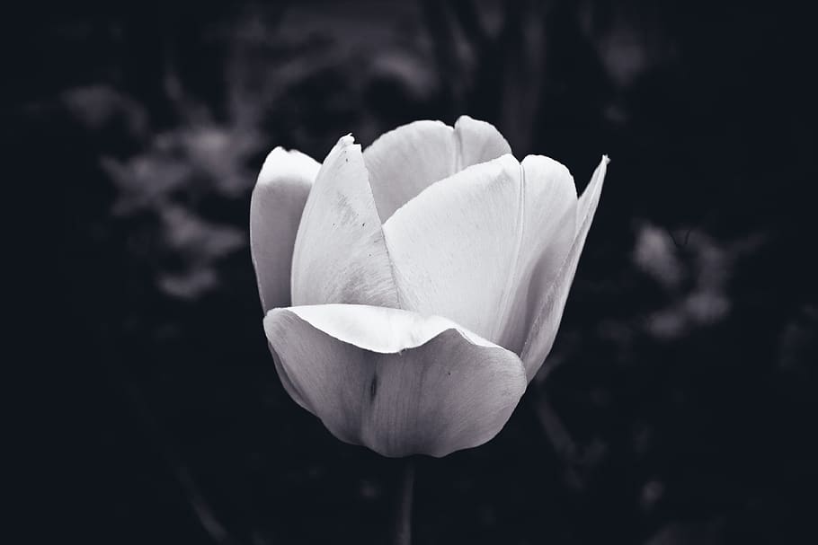 flower, tulip, spring, nature, garden, blossom, bloom, flora HD wallpaper