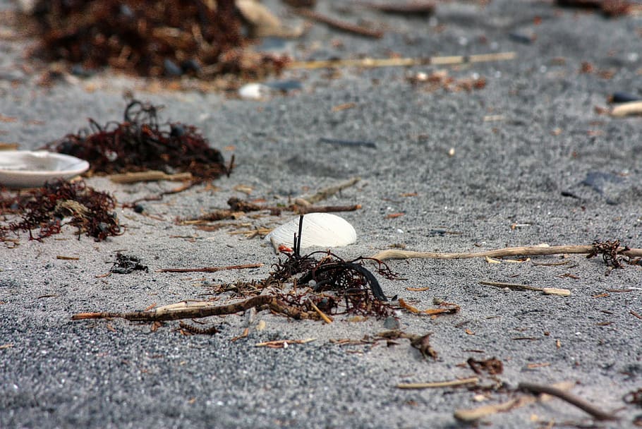 shell, sea, beach, ocean, sand, seaside, seashell, shore, animal themes HD wallpaper