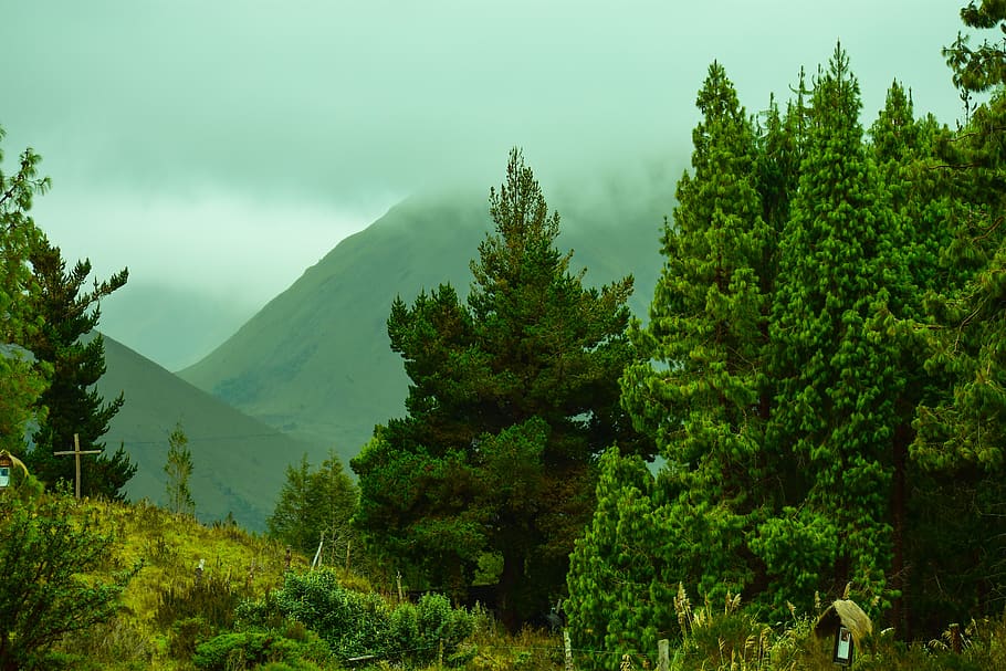 landscape, forest, trees, fog, plant, beauty in nature, tranquil scene HD wallpaper