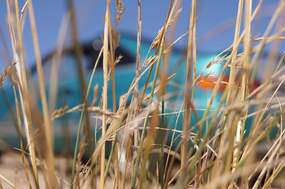 grass, nature, auto, sun, plant, growth, beauty in nature, close-up HD wallpaper