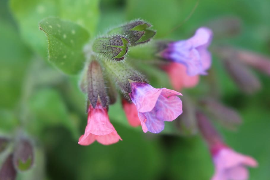 germany, flower, spring, fresh, closeup, wallpaper, plant, growth HD wallpaper