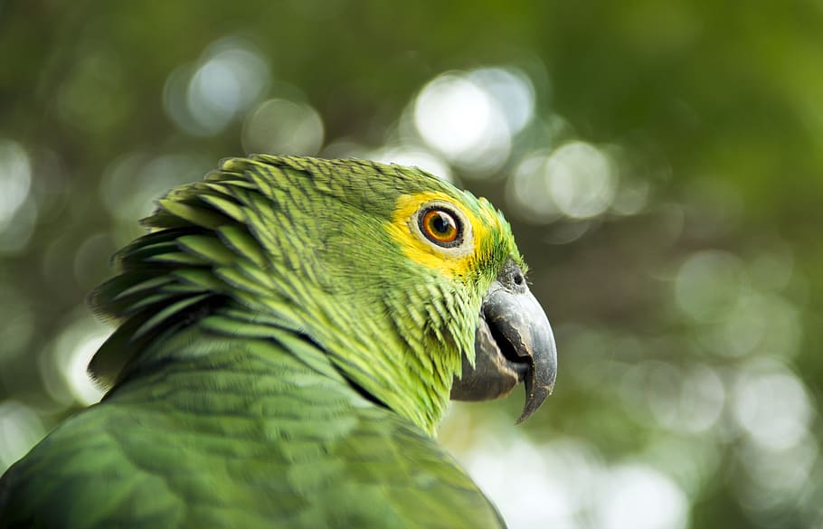 green macaw, animal, bird, parrot, parakeet, beak, finch, pet HD wallpaper