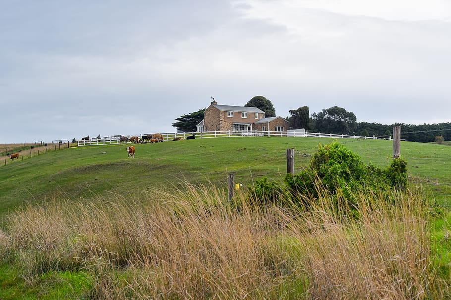 dairy, hill, cow, cows, farm, fence, grass, built structure HD wallpaper