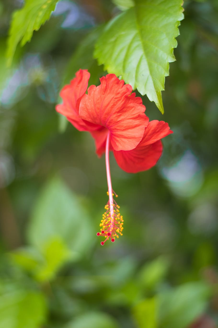 hibiscus, flower, red, green, garden, flowering plant, beauty in nature HD wallpaper