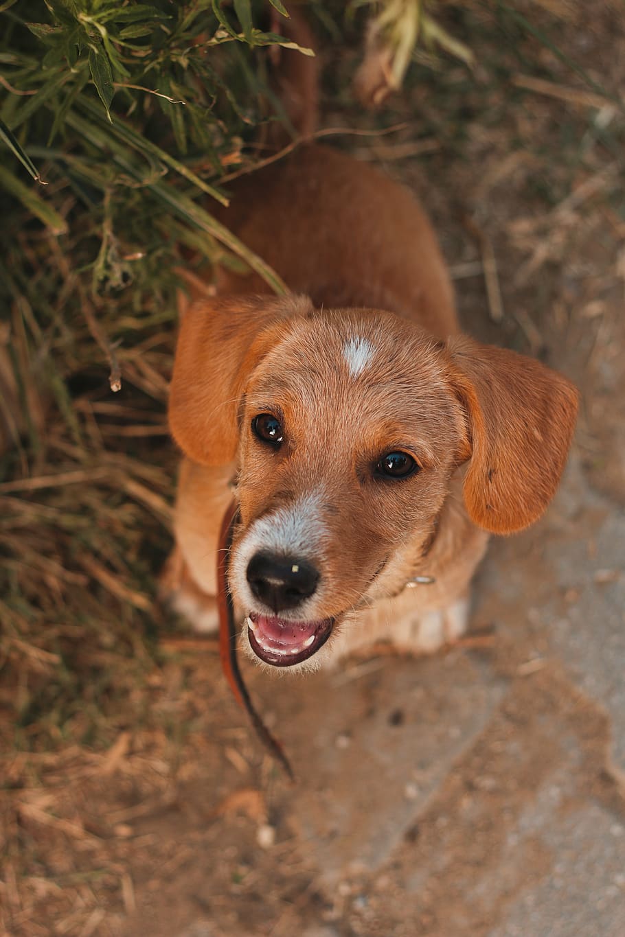 animal, dog, one animal, animal themes, canine, mammal, domestic HD wallpaper