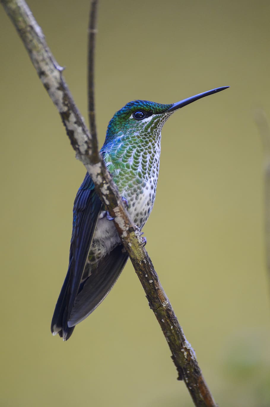 costa rica, animal wildlife, animals in the wild, animal themes HD wallpaper