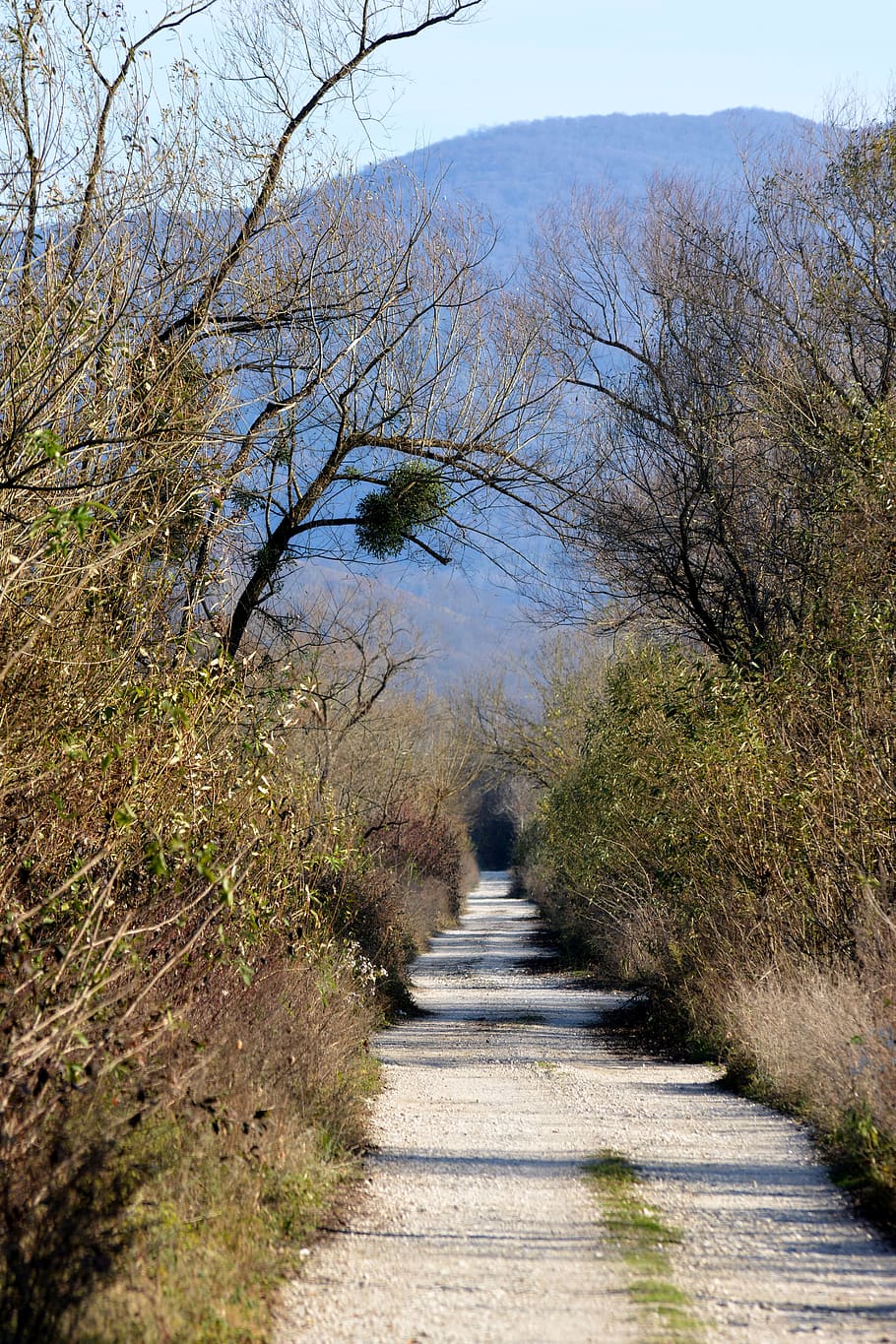 away, direction, road, landscape, beautiful, forest, rural HD wallpaper