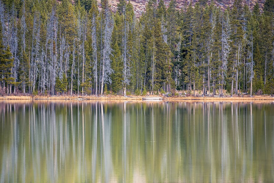 Pine Forest Near a Lake, environment, landscape, reflection, scenic HD wallpaper
