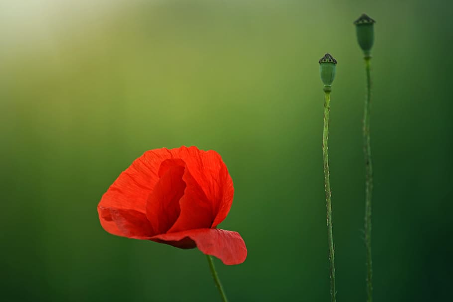 Selective Focus Photography Of Red Poppy Flower, bloom, blossom HD wallpaper