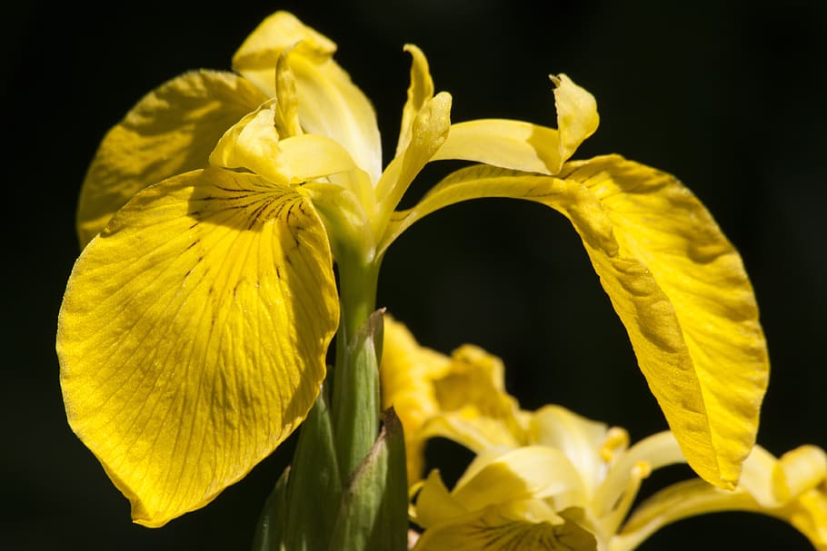 swamp, iris, fresh, flower, nature, fragrance, garden, blooming HD wallpaper