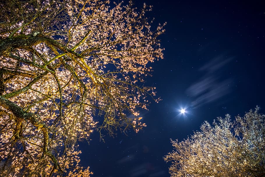 sky, moon, night, trees, darkness, blue, clouds, landscape HD wallpaper