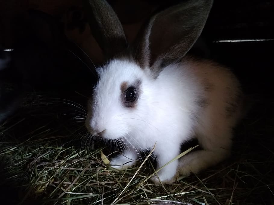 rabbit, animals, kennel, fur, village, rabbits, one animal HD wallpaper