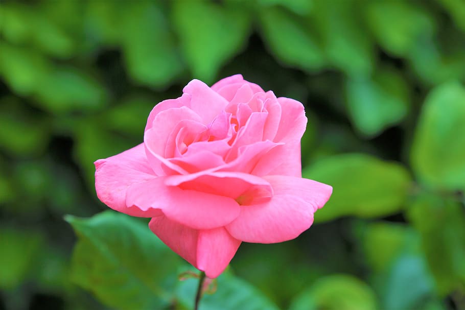 rose, nature, flower, spring, plant, leaves, red, the rose garden HD wallpaper