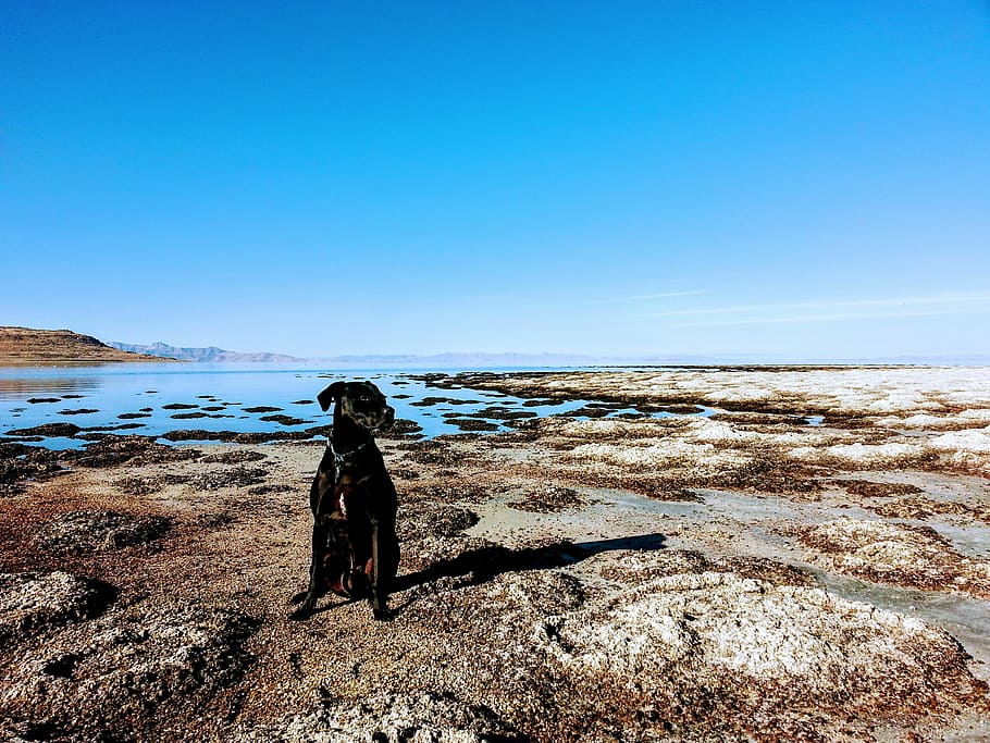 Dog Sitting in the Shore, alone, beach, daylight, horizon, island HD wallpaper