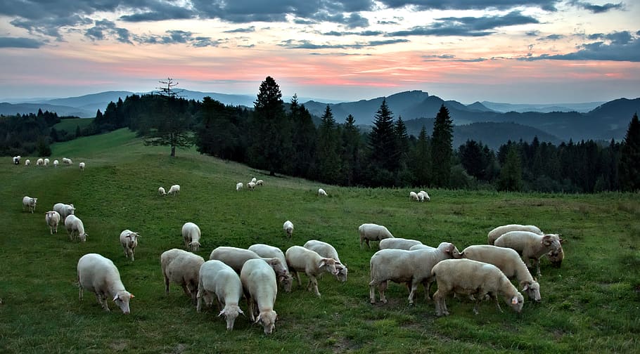 sunset, sheep, mountains, grazing, landscape, sky, clouds, twilight, HD wallpaper