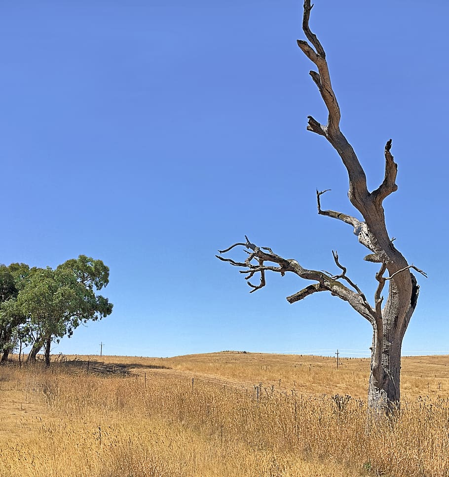 australia, reids flat, dry, grass, country, dead, countryside HD wallpaper