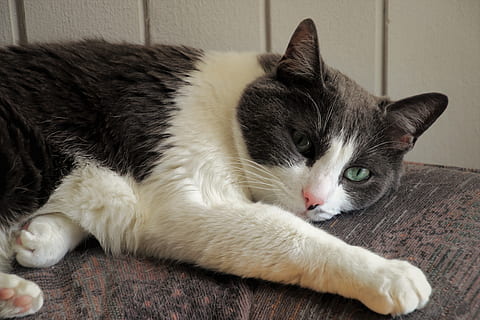 relaxation, cat, rest, domesticated, fur, lazy, laziness, pet HD wallpaper