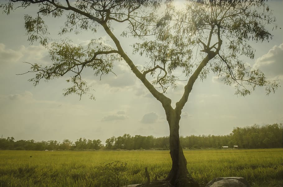 tree, natural, ray light, the trees, summer, field, the countryside HD wallpaper