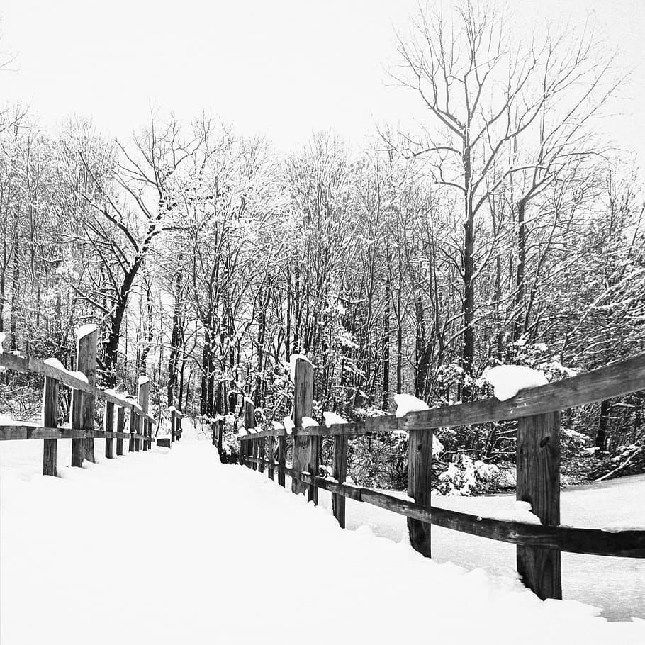 winter, cold, snow, landscape, monochrome, cold temperature HD wallpaper