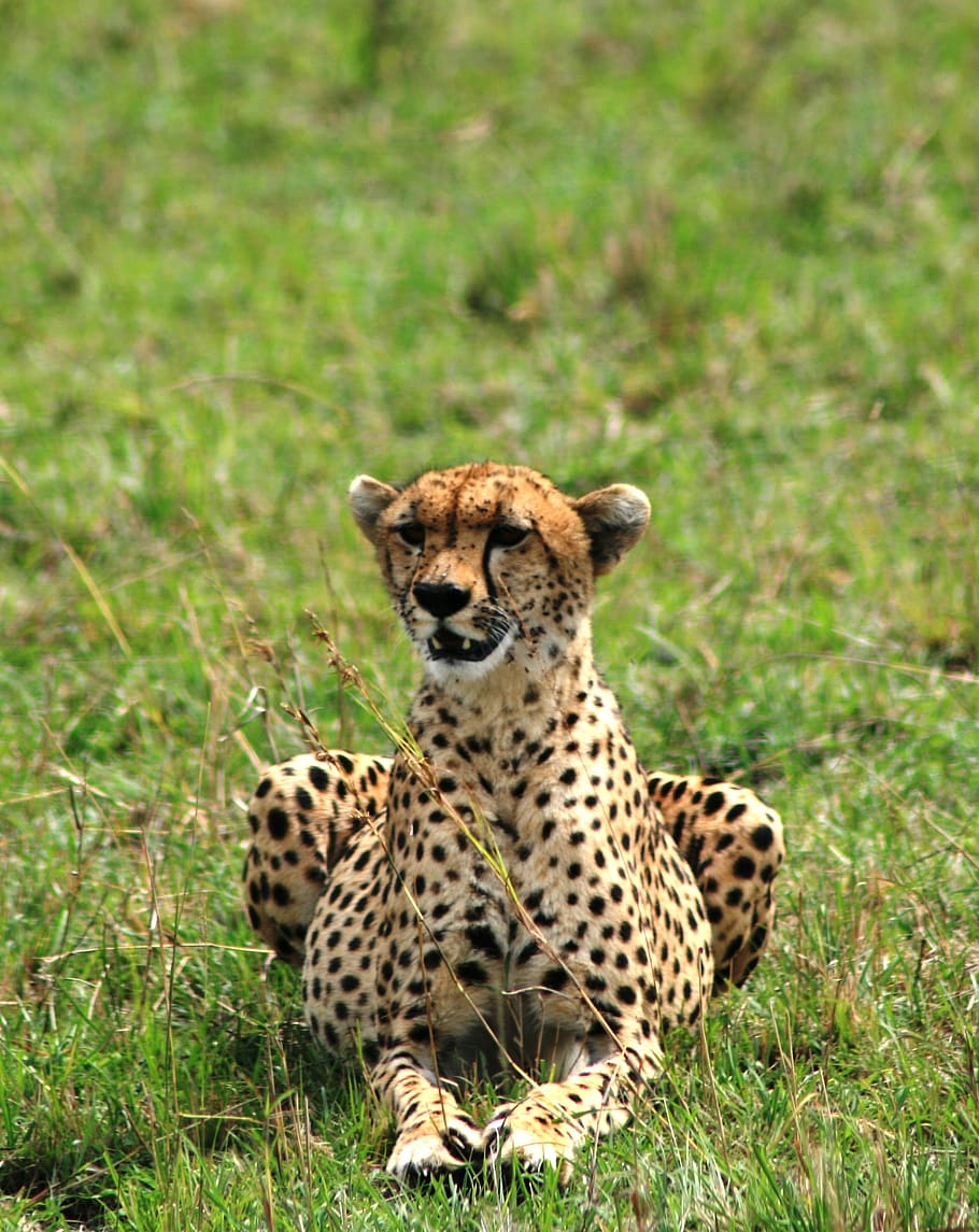 cat, cheetah, animal, animal wildlife, animal themes, mammal HD wallpaper