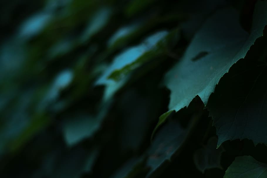 shallow focus photo of green leaves, moody, shadow, leaf, nature HD wallpaper